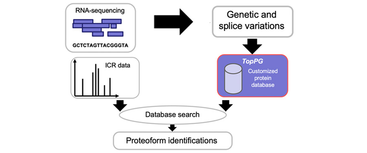 Novel unique molecular forms of proteins - aka proteoforms - were discovered in cancer cells when researchers reanalyzed data from the ICR facility's 21T FT-ICR instrument (right) with new software (left; figure adapted from Wenrong Chen and Xiaowen Liu. Proteoform Identification by Combining RNA-Seq and Top-Down Mass Spectrometry. Journal of Proteome Research, 2021, vol. 20, pp. 261-269)