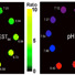 Left: pH-sensitive ratiometric response. Right: A pH map.