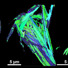 Electron micrograph of the cross sections of three Bi-2212 round wires with widely varying critical current densities (Jc) showing their a-axis grain alignments.