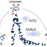 BCS (left) refers to a conventional Bardeen-Schrieffer-Cooper state (i.e. weak pairing state) found in most superconductors, while BEC (right) refers to the strong pairing limit of a Bose-Einstein Condensate.