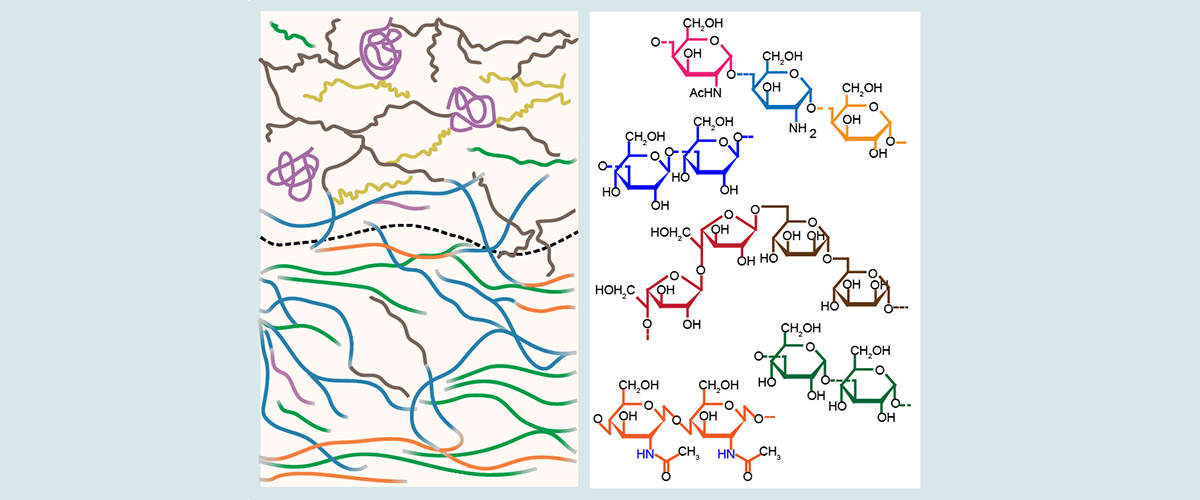 Illustrative scheme of the fungal cell wall as a composition of many different polysaccharides and associated proteins.