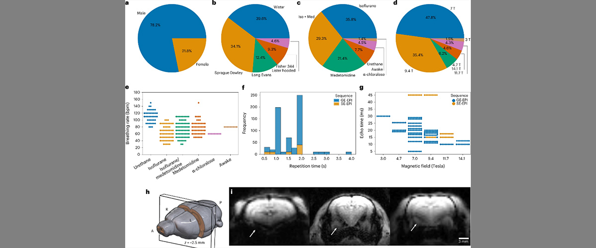 A variety of factors such as sex, strain, anesthesia, magnetic field strength, and breathing rate can affect the results of an fMRI scan. Image reprinted from original citation