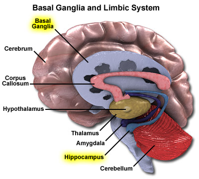 Grant hopes MRIs will reveal signs of Alzheimer's in the hippocampus and signs of Parkinson's in the basal ganglia of the human brain.