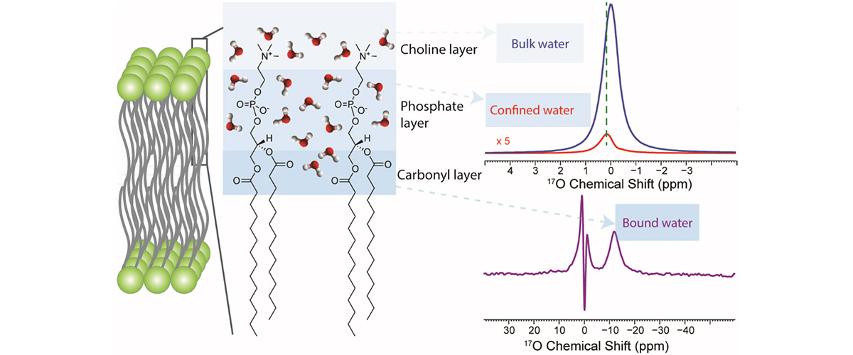 A schematic model for the hydrated phospholipid bilayer, which is a model of biological membranes.