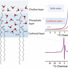 A schematic model for the hydrated phospholipid bilayer, which is a model of biological membranes.