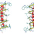 The water wire (depicted by the red and white molecules) inside the helical gramicidin A protein can orient in two ways. At equilibrium, the transition between the two orientations is shown in this study to be a million times slower than previously believed, suggesting a much stronger interaction between the water wire and gramicidin A.