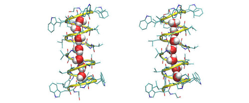 The water wire (depicted by the red and white molecules) inside the helical gramicidin A protein can orient in two ways. At equilibrium, the transition between the two orientations is shown in this study to be a million times slower than previously believed, suggesting a much stronger interaction between the water wire and gramicidin A.