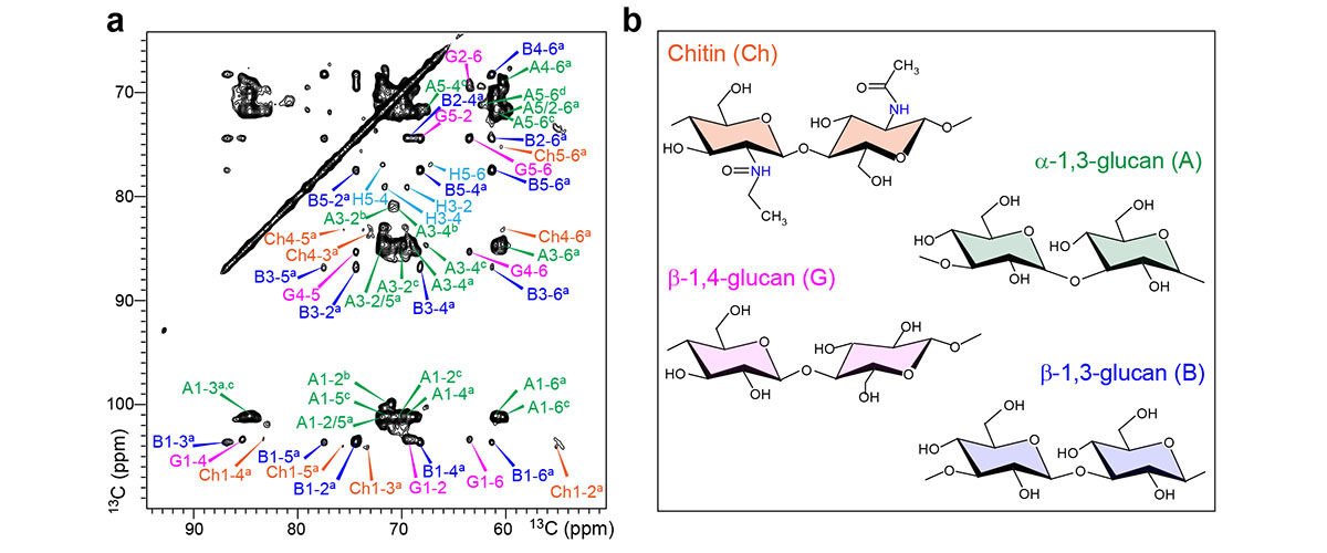 Left: Two-dimensional 13C-13C spectra. Right: Representative structure of glycans