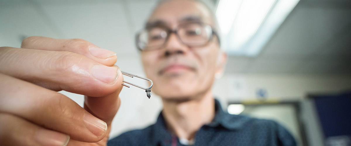 MagLab materials scientist Ke Han with tiny samples of manganese gallium, which has shown promise for magnetic applications.