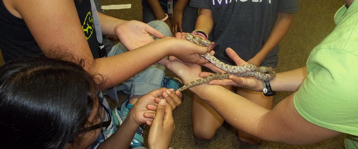 SciGirls overcame their fears to handle a variety of non-venomous snakes.