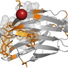 The colored regions of the protein in the above schematic were revealed to be interacting with the polymer