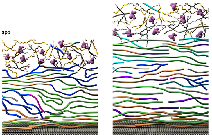 An illustration showing a side-by-side comparison of the cell wall of fungus Aspergillus