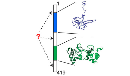 Biophysicist Elan Eisenmesser has been studying the nucleocapsid from the virus that causes COVID-19. The structure is made up of 419 residues, and includes two independently folded domains, one shown here in blue (a small N-terminal domain) and one in green (a dimerization domain), each corresponding to a different segment of residues. Little is known about the movements and the functions of the regions of the structure that are represented in white.