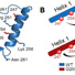 (A) Molecular structure of TCRαTMC. Labeled residues (R1) for EPR studies are highlighted in red. (B) EPR distance.