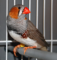 One of Cappendijk's finches.