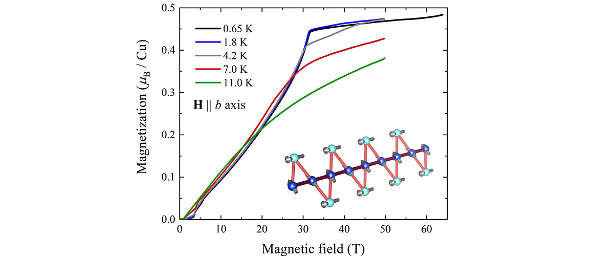 The magnetization is plateau-like above 31.5T. The inset shows part of the magnetic structure of atacamite in zero magnetic field