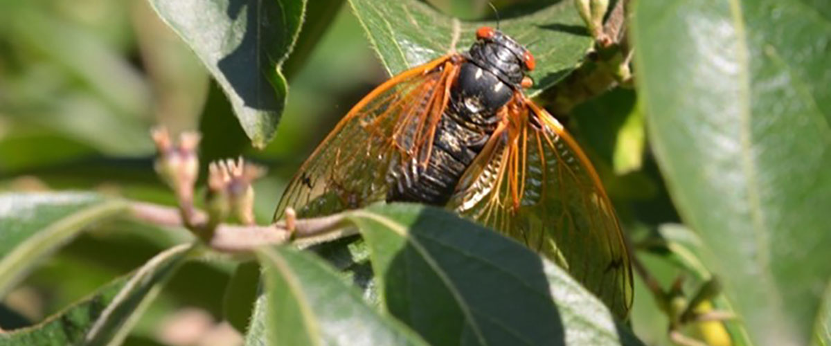 Cicada