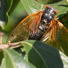 Cicada