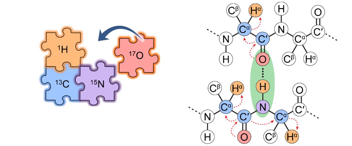 17O is now added to the NMR toolkit, along with 1H, 13C and 15N, to characterize biomolecules like peptides, proteins, and enzymes. 