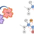 17O is now added to the NMR toolkit, along with 1H, 13C and 15N, to characterize biomolecules like peptides, proteins, and enzymes. 