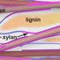 LSU’s Tuo Wang and colleagues discovered that lignin has limited contact with cellulose inside a plant. Instead, the wiry complex carbohydrate called xylan connects cellulose and lignin as the glue.