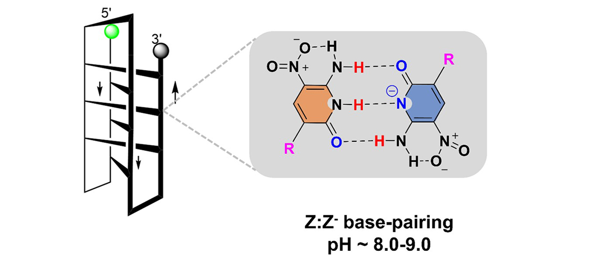 The proposed structure of the DNA fZ-motif (left) with a negatively charged reverse dZ:dZ- base pair (right) that forms over the pH range of 8.0 to 9.0