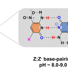 The proposed structure of the DNA fZ-motif (left) with a negatively charged reverse dZ:dZ- base pair (right) that forms over the pH range of 8.0 to 9.0