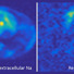 These 3D MRI images of sodium in a rat brain, acquired in the MagLab’s 21.1-tesla MRI scanner, illustrate the detail the instrument can capture. The image at right shows intracellular sodium, while the image at left shows extracellular sodium.