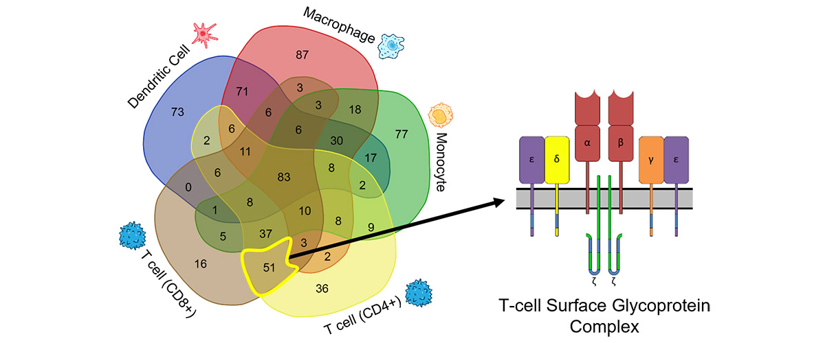 The Human Proteoform Project separates cell types found in blood.