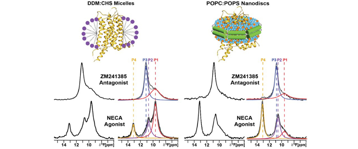 Receptor proteins respond differently to drugs depending on the environment in which they are studied.