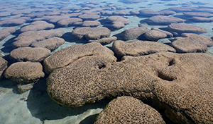 The 2.5 billion-year-old Mt. McRae Shale from Western Australia was analyzed for thallium and molybdenum isotope compositions, revealing a pattern that indicates manganese oxide minerals were being buried over large regions of the ancient sea floor. For this burial to occur, O2 needed to have been present all the way down to the sea floor 2.5 billion-years-ago.