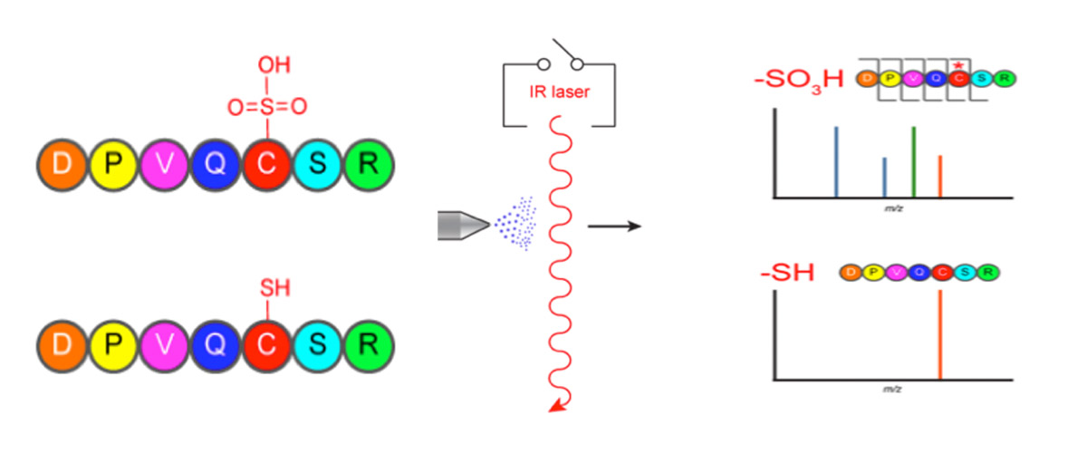 Schematic of LC/MS approach that leverages the high IR absorbance of sulfoxides for selective dissociation and discovery of S-sulfonated peptides.