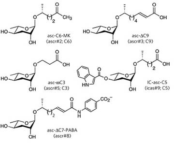 dauer chemicals