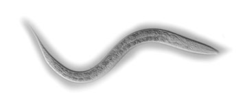 roundworm