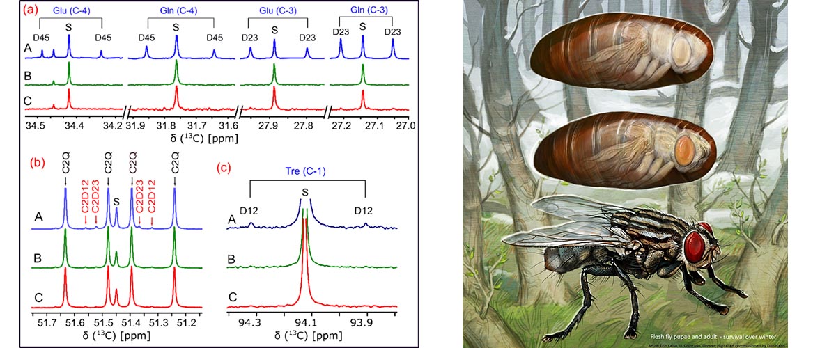 The representative stacked spectra in each set are from metabolic stages of pupae during the dormancy period: A) interbout of metabolic arousal (IBA), B) early metabolic depression, and C) late metabolic depression.