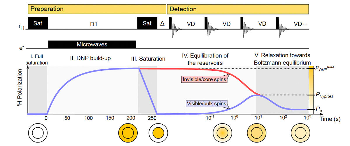 The HypRes experiment, along with plots of 1H polarization for bulk (blue) and core (red) spins.