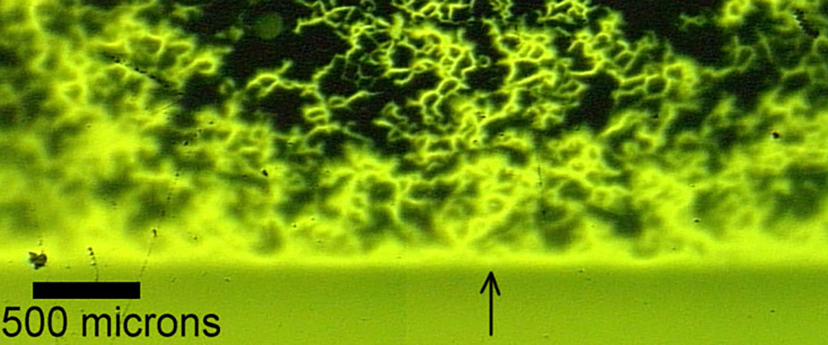 Magneto-optical image of a 3.3 mm wide YBCO on RABiTS coated conductor