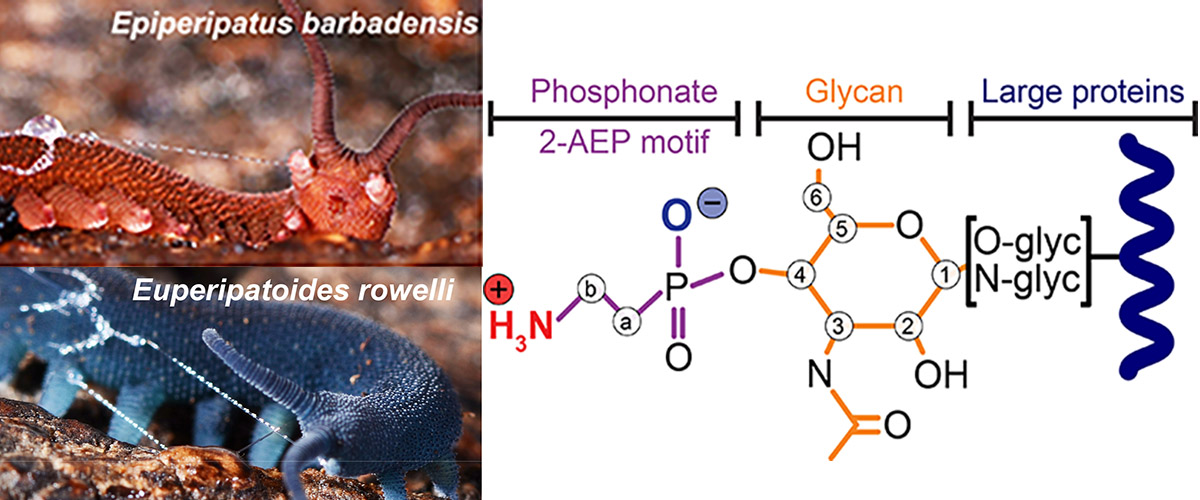 Schematic representation of the phosphonoglycans that decorate the slime proteins