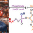 Schematic representation of the phosphonoglycans that decorate the slime proteins