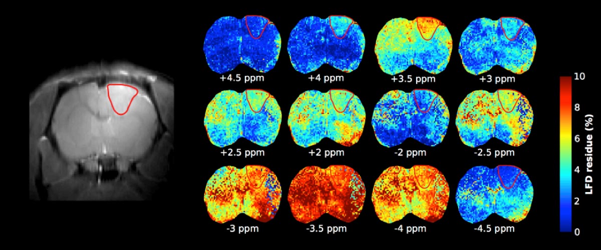 Quantitative chemical exchange saturation transfer (CEST) signals obtained on a rat brain with a tumor (red circled region).