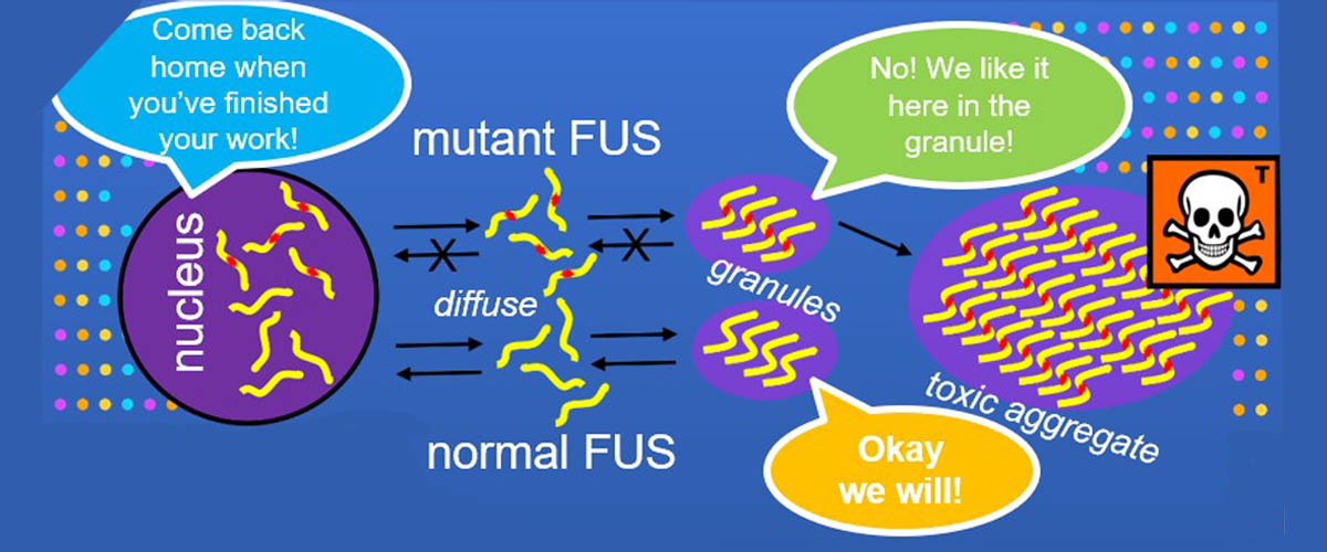 The NMR experiments revealed that formation of the liquid and hydrogel states of FUS is controlled by phosphorylation and stabilized by hydrogen bonding among a core region of 57 amino acids.