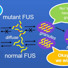 The NMR experiments revealed that formation of the liquid and hydrogel states of FUS is controlled by phosphorylation and stabilized by hydrogen bonding among a core region of 57 amino acids.