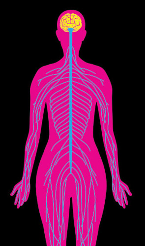 Illustration of the Brain