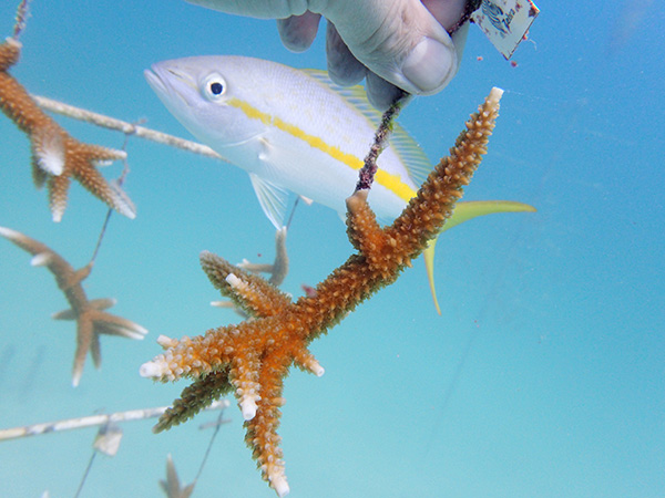 fish and coral reefs