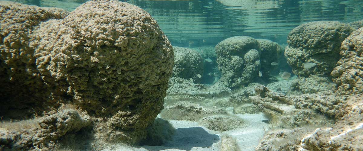 Stromatolite in Shark Bay, Western Australia. These stromatolites are thought to be some of the most ancient forms of life on Earth and are comprised of organisms that probably contributed to the O2 scientists are inferring existed on ancient Earth (i.e., cyanobacteria).