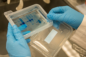 MagLab biochemist Huajun Qin observes COVID-19 E protein bands on a protein gel.