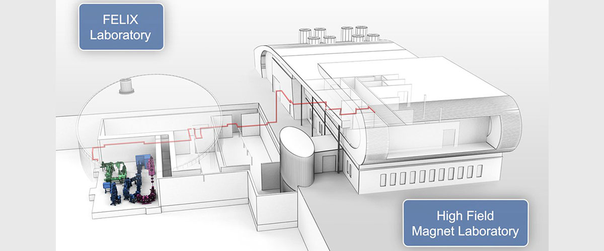 Illustration of High Field Magnet Laboratory and FELIX Laboratory