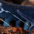 A velvet worm, Euperipatoides rowelli, shooting its sticky slime, dubbed “silly string of death.” The slime’s remarkable properties could inspire new sustainable plastics and adhesives.